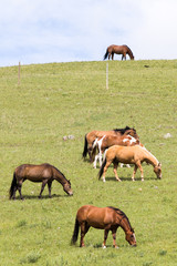 Naklejka na ściany i meble Horses in Montana