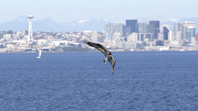 Osprey with catch of fish with Seattle downtown in background