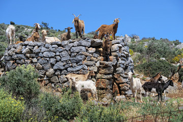 herd of Goats in crete mountains (Greece)