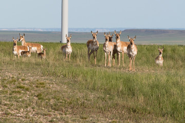 Antelopes on windfarm in Montana