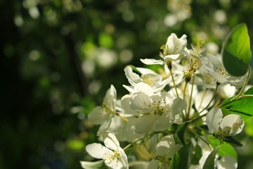 Obraz premium Flower