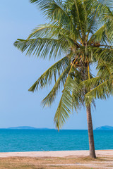 Fototapeta na wymiar Tropical beach with coconut palm tree