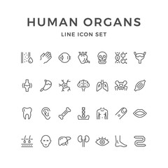 Set line icons of human organs