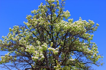 Flowering pear tree. April