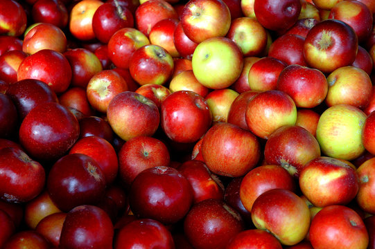 Red apples in a large bin 