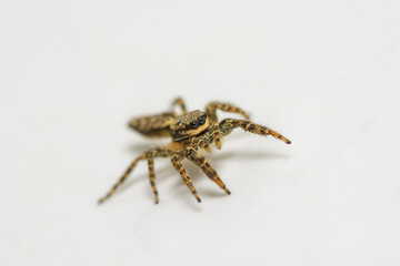 Springspinne