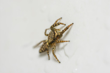 Springspinne