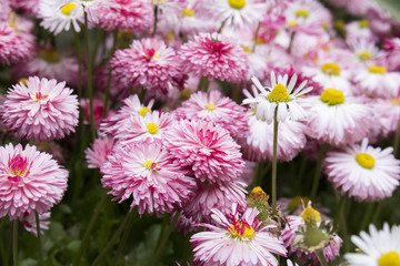 Obraz premium pink daisies