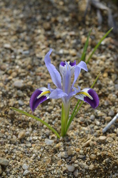 Цветущий ирис Колпаковского Iris kolpakowskiana