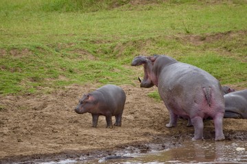 アフリカのカバ