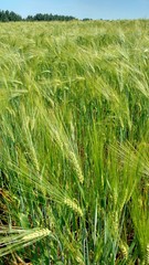 Green ears of rye on the field.