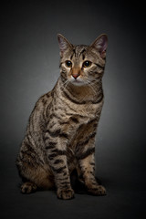 Fototapeta na wymiar Cat on a gray background. Domestic cat.