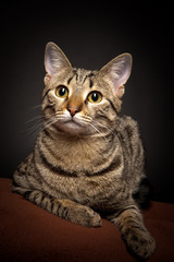 Cat lying. Striped cat.