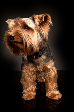 Terrier on the black background. A small dog.