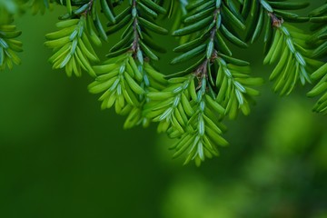 Green branches of a pine tree macro photo 