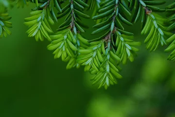 Stickers pour porte Arbres Green branches of a pine tree macro photo 