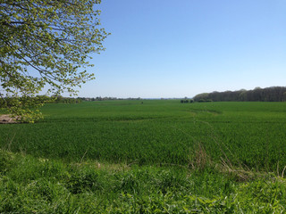 Fototapeta na wymiar green field in spring