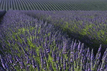 Valensole, lavender field, provence, lavandula, France,