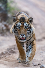 A dominant male tiger on an evening stroll and markings to petrol his territory at ranthambore national park india