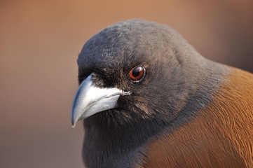 ptasi portret © Dariusz