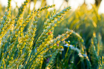 Green wheat field in golden sunset.