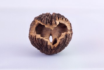 Chestnut in Shape of Heart