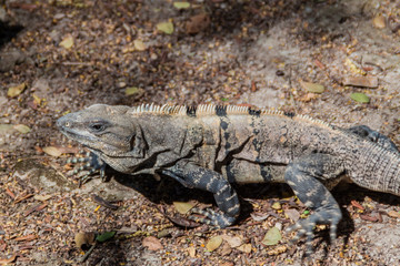 Fototapeta premium Black Iguana at the Mayan archeological site Chichen Itza, Mexico