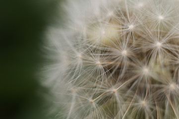 Close-up of dandelion on natural green background