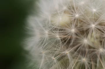 Zelfklevend Fotobehang Close-up of dandelion on natural green background © Milovan