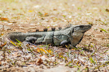 Black Iguana the ruins of the ancient Mayan city Uxmal, Mexico