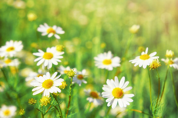 Fototapeta premium Chamomile flowers field wide background in sun light