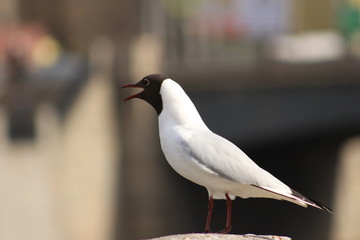 Чайка на парапете