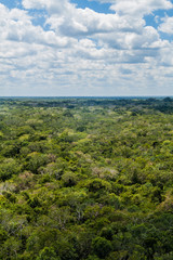 Fototapeta na wymiar Aerial view of the thick jungle around the ruins of the Mayan city Coba, Mexico