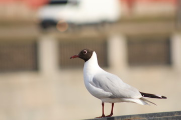 Чайка на парапете