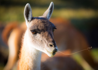 Guanaco or llama with straw