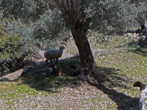 Schafe im Schatten eines Olivenbaums