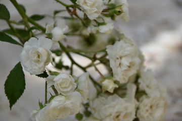 piccole rose bianche - roselline