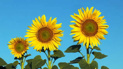 Early morning. Sunflowers