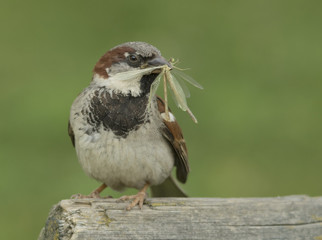 house sparrow with insect