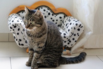 Tiger Katze mit dem Dalmatiner Sofa