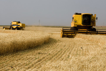 Obraz premium COLHEITA DE TRIGO