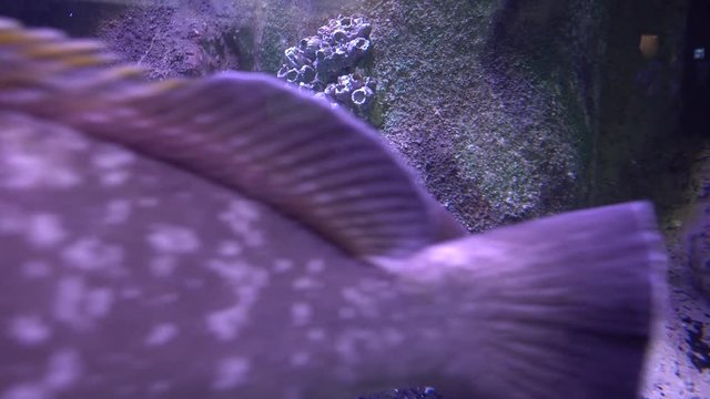 4K Huge fish passing by in aquarium