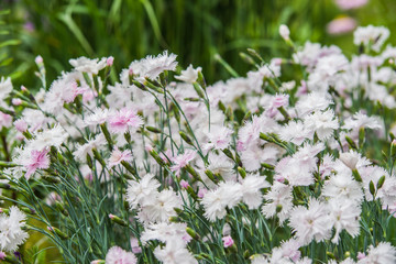 white Dianthus flower