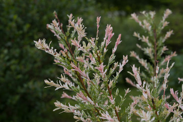 Salix integra Flamingo