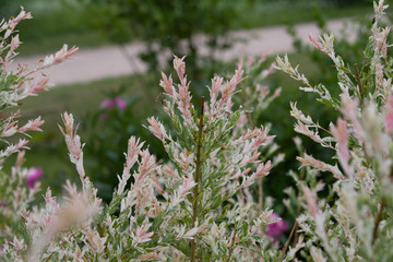 Salix integra Flamingo © s1llu