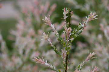 Salix integra Flamingo