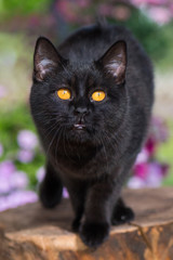 Katze schleicht sich an