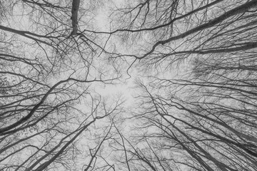 Circle of trees. Branches of trees in the view from below into the sky. monochrome