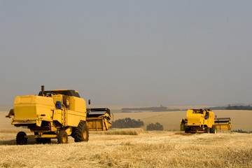 Obraz premium COLHEITA DE TRIGO