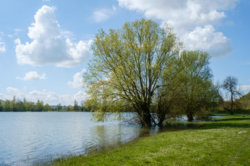 Large tree flooded by the lake